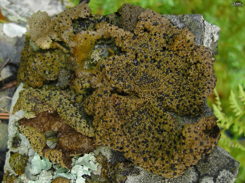 Umbilicaria hyperborea