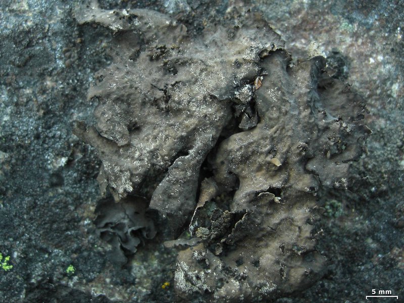 Umbilicaria hyperborea
