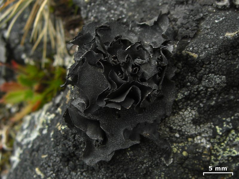 Umbilicaria leiocarpa