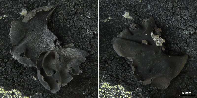 Umbilicaria leiocarpa