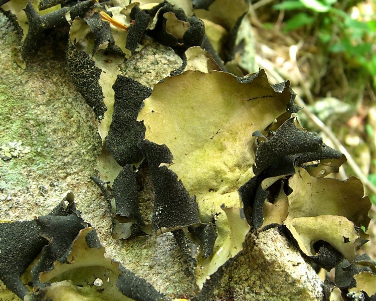 Umbilicaria mammulata