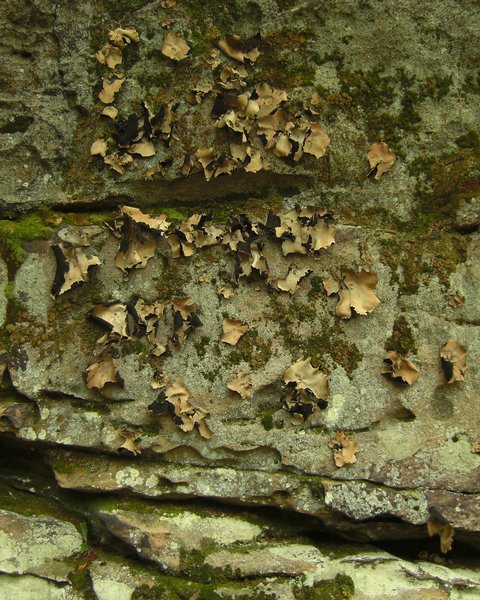 Umbilicaria mammulata