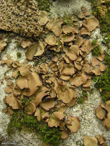 Umbilicaria mammulata