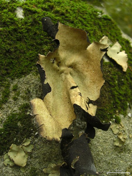 Umbilicaria mammulata