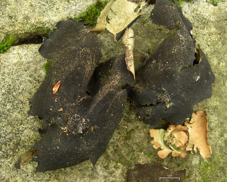 Umbilicaria mammulata