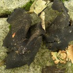 Umbilicaria mammulata