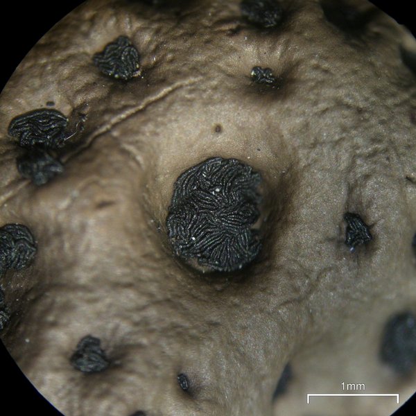Umbilicaria muehlenbergii