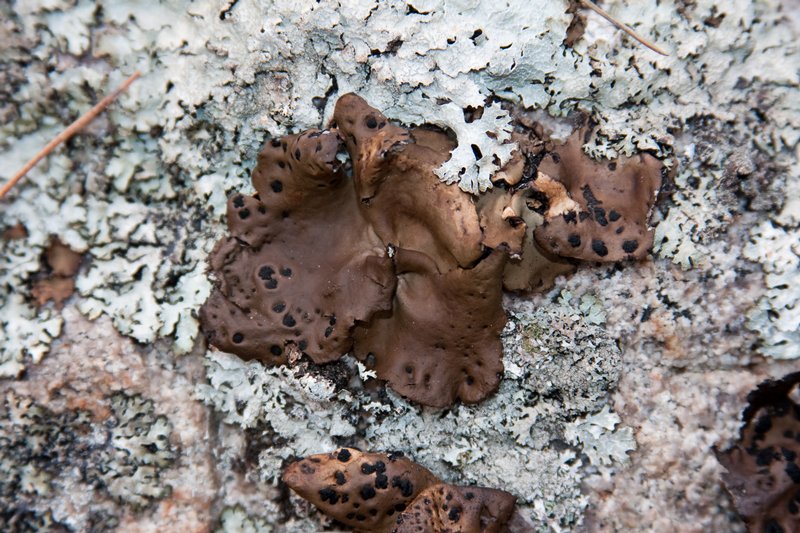 Umbilicaria muehlenbergii