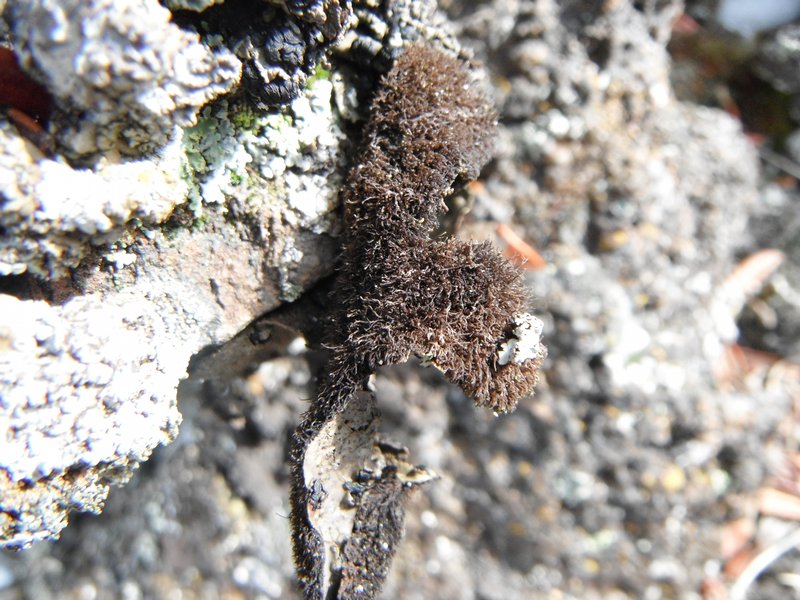 Umbilicaria nodulospora