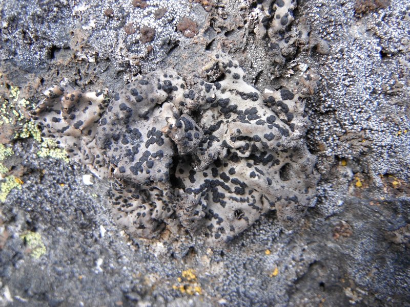 Umbilicaria nodulospora