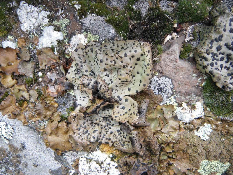 Umbilicaria nodulospora