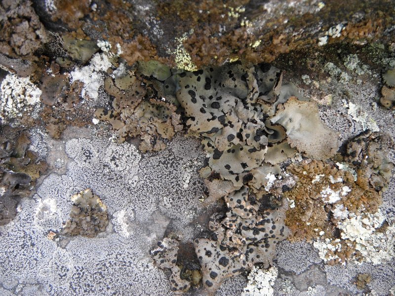 Umbilicaria nodulospora