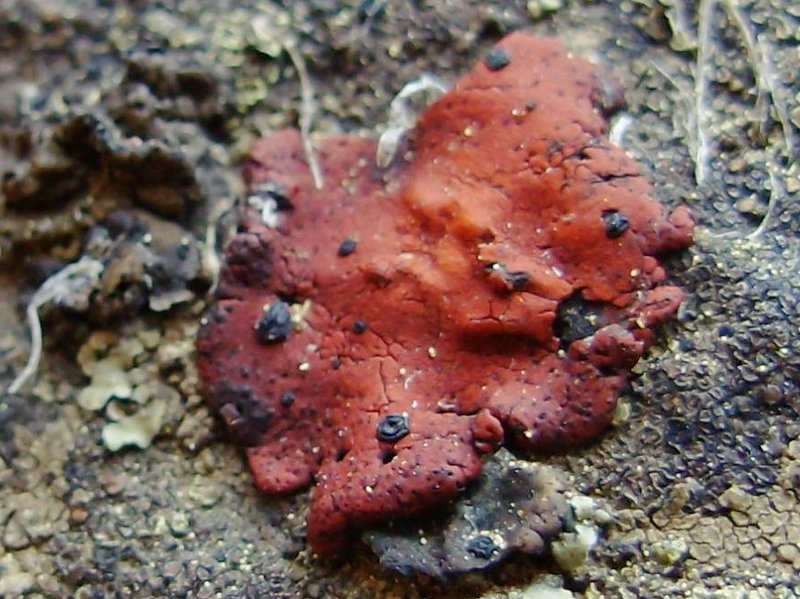 Umbilicaria phaea var. coccinea