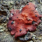 Umbilicaria phaea var. coccinea