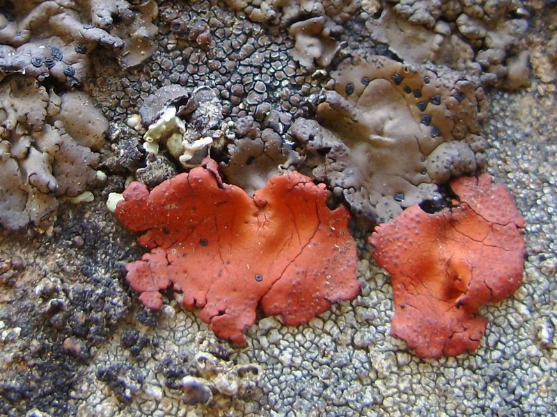 Umbilicaria phaea var. coccinea