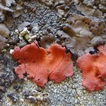 Umbilicaria phaea var. coccinea