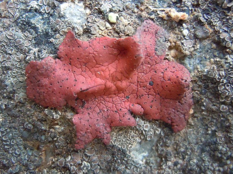 Umbilicaria phaea var. coccinea