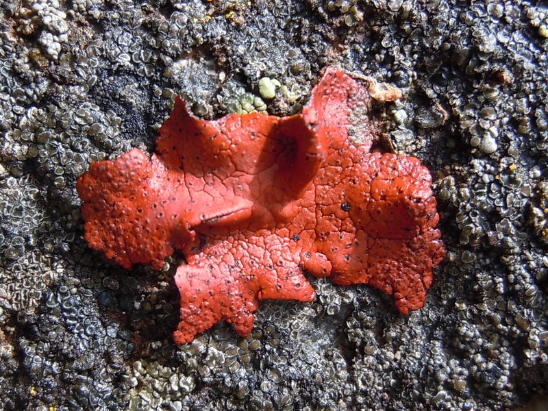 Umbilicaria phaea var. coccinea