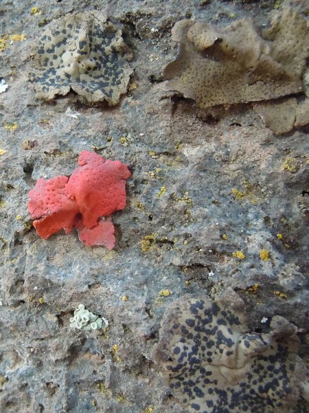 Umbilicaria phaea var. coccinea