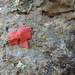 Umbilicaria phaea var. coccinea