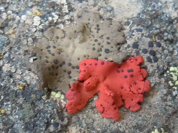 Umbilicaria phaea var. coccinea