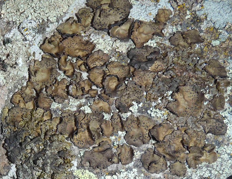 Umbilicaria phaea
