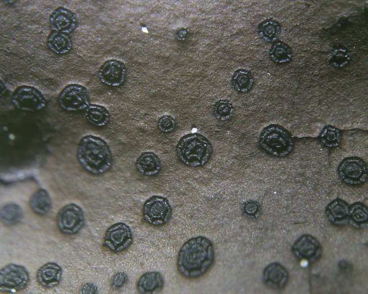 Umbilicaria phaea