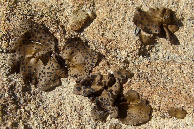 Umbilicaria phaea