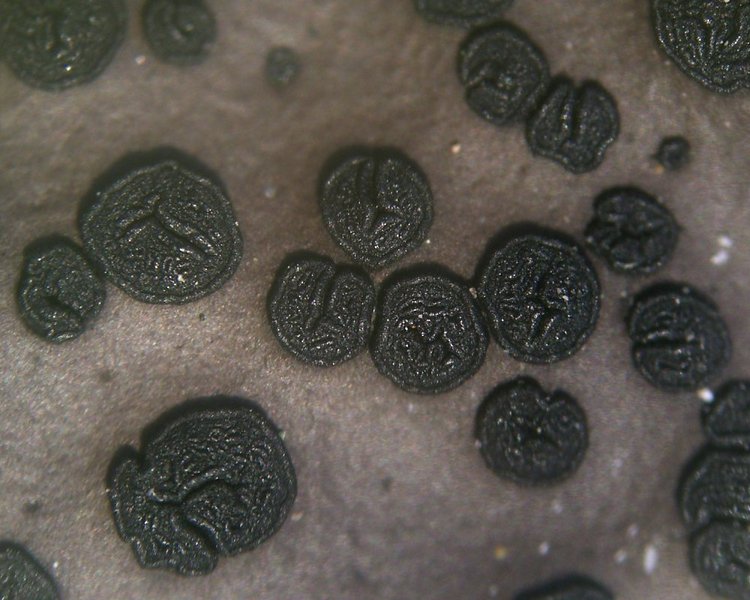 Umbilicaria phaea