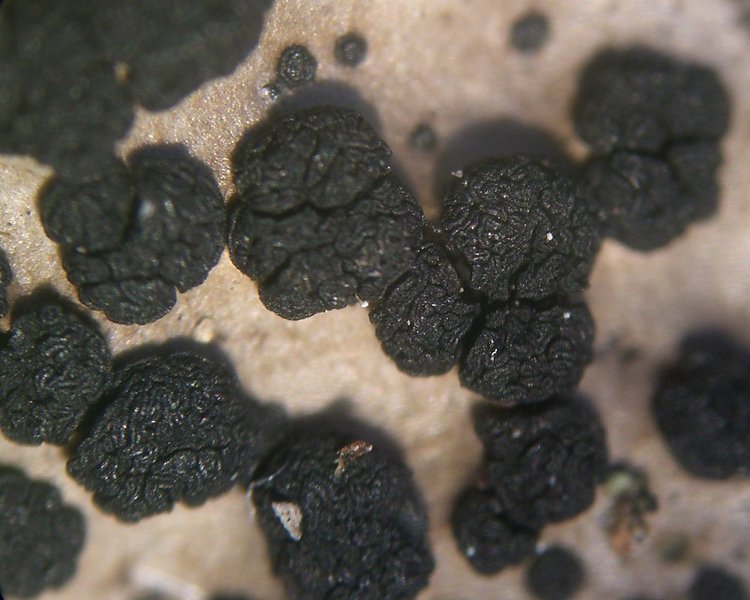Umbilicaria phaea