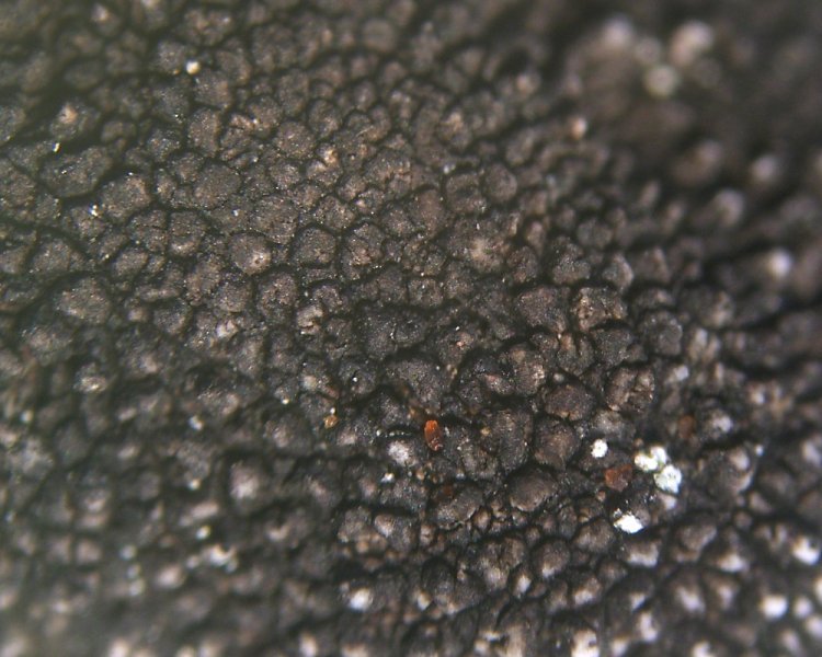 Umbilicaria phaea