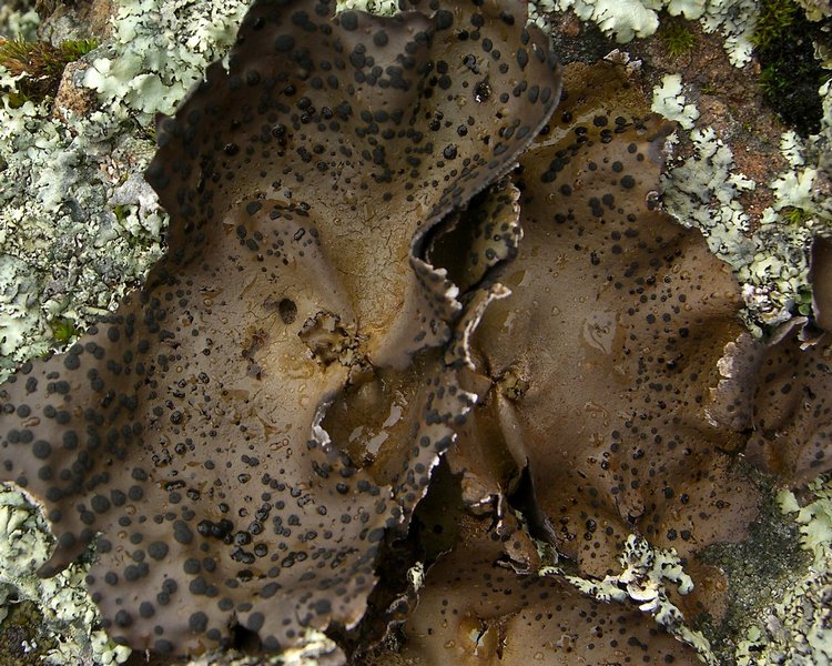 Umbilicaria phaea