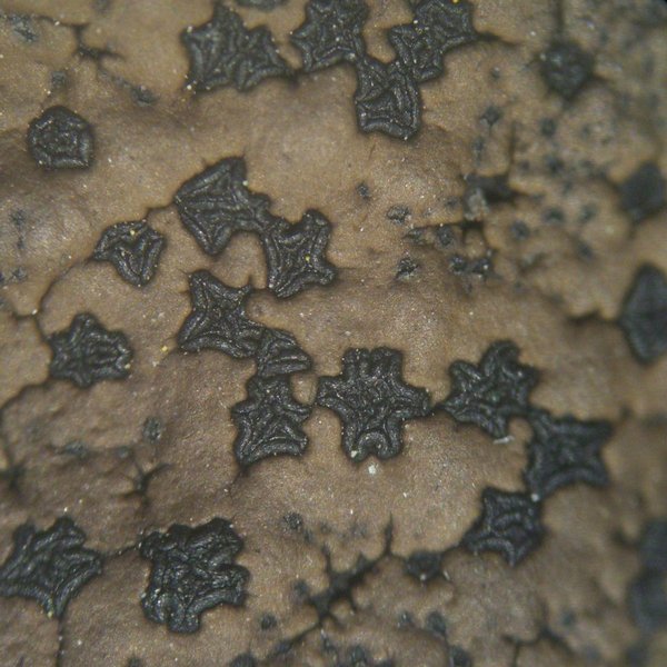 Umbilicaria phaea