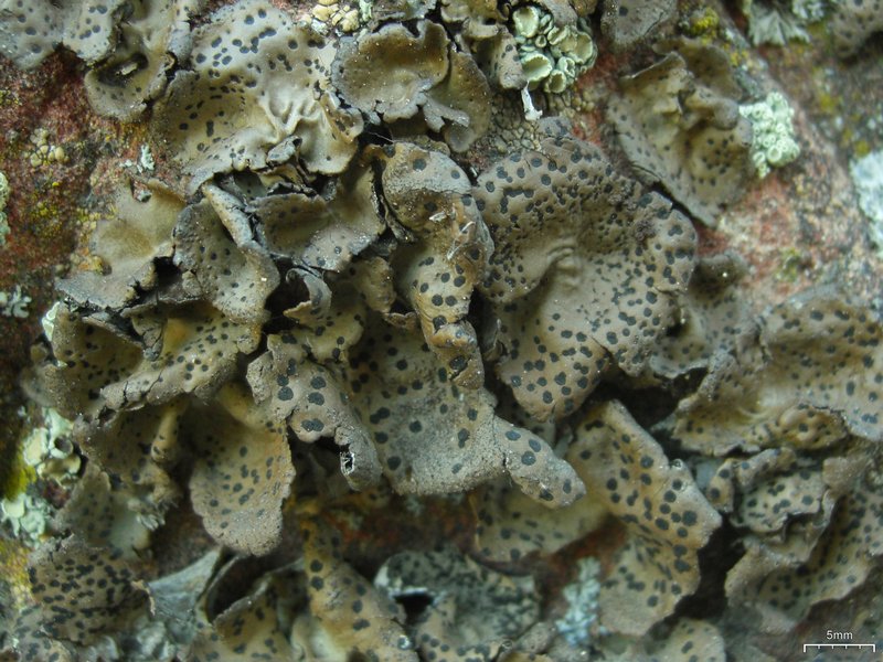 Umbilicaria phaea