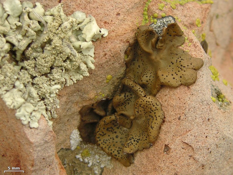 Umbilicaria phaea