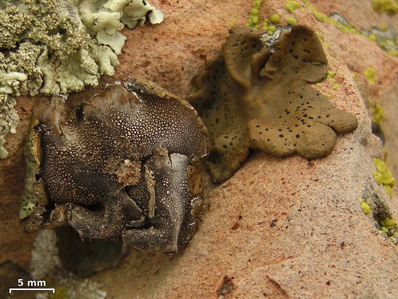 Umbilicaria phaea