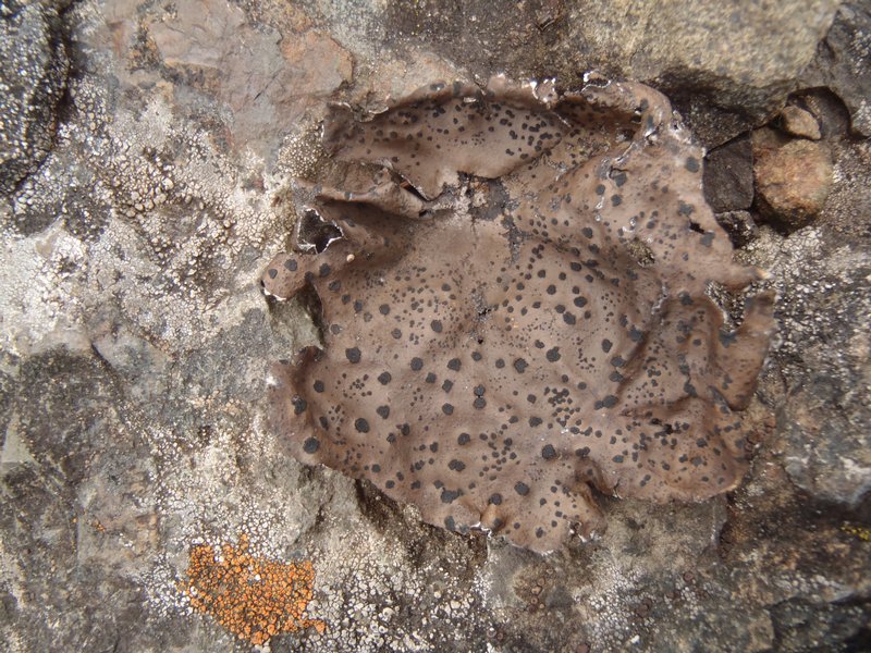 Umbilicaria phaea