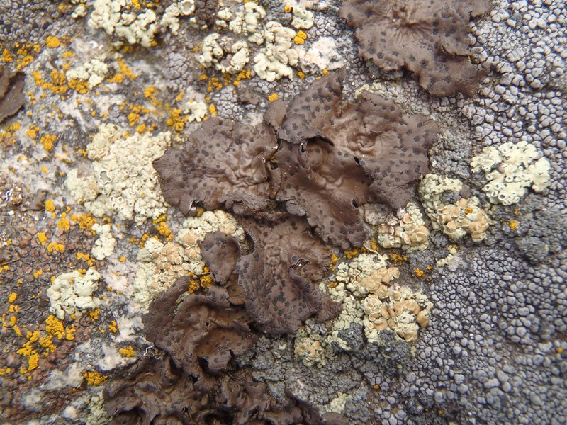 Umbilicaria phaea