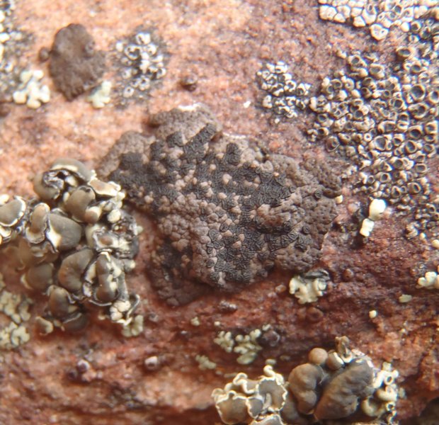 Umbilicaria phaea