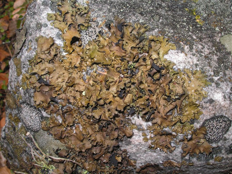 Umbilicaria polyphylla