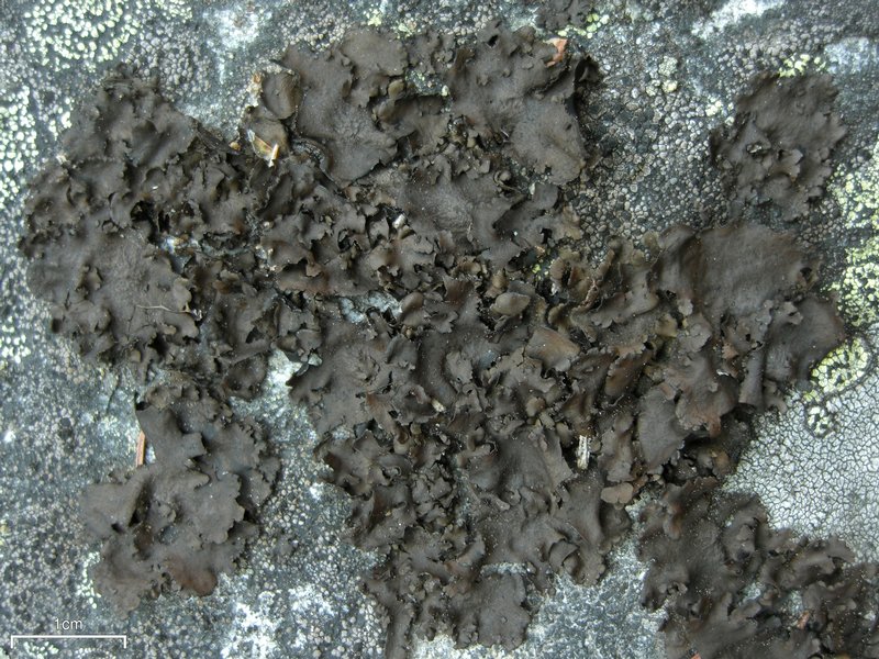 Umbilicaria polyphylla