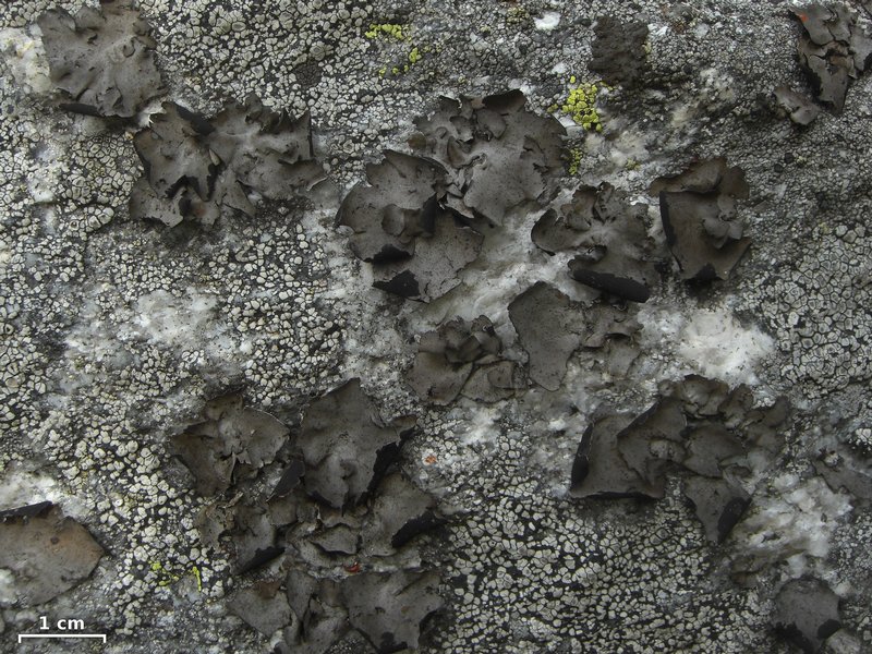Umbilicaria polyphylla