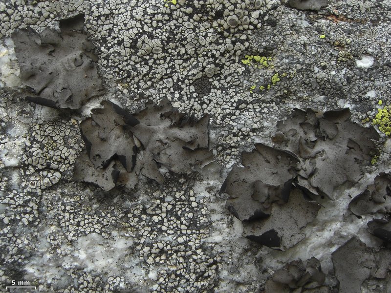Umbilicaria polyphylla