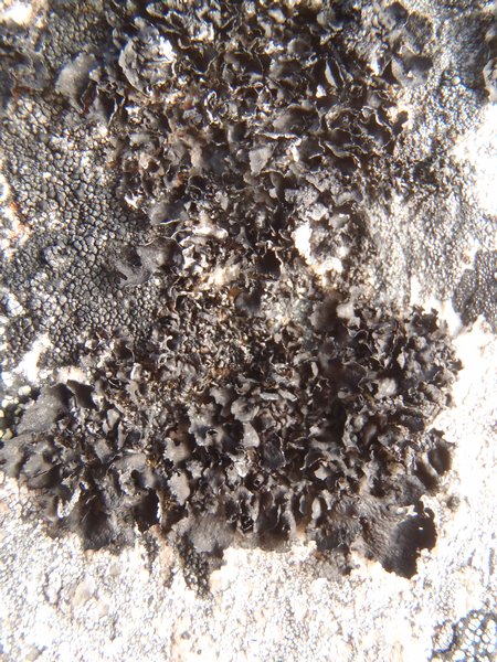 Umbilicaria polyphylla