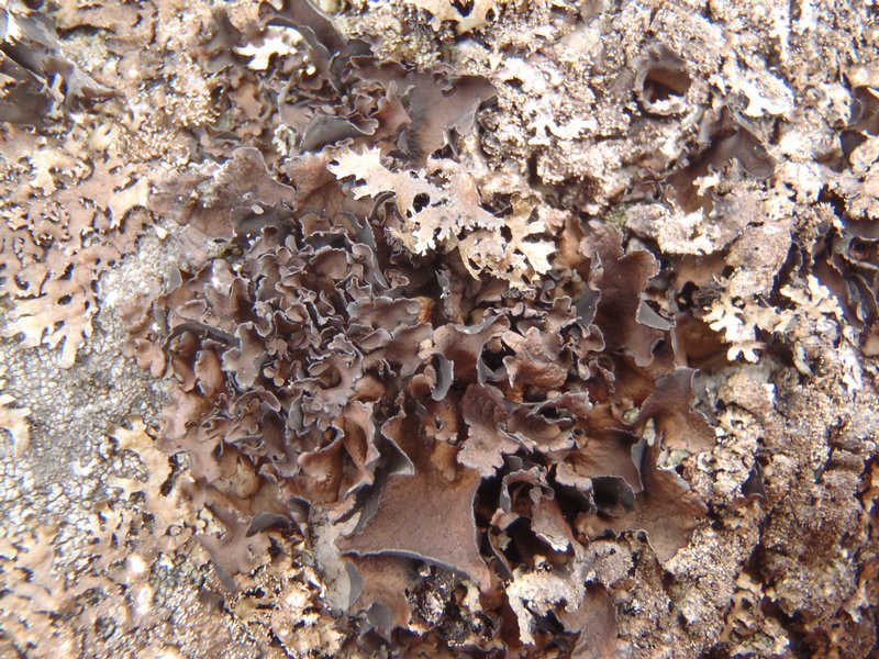Umbilicaria polyphylla
