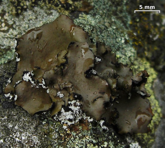 Umbilicaria polyrrhiza