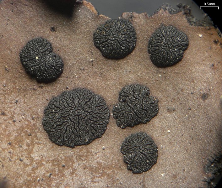 Umbilicaria polyrrhiza