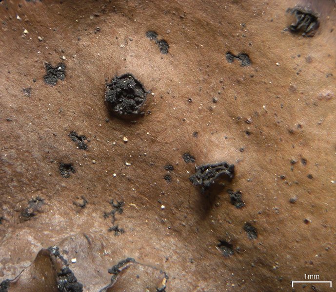 Umbilicaria polyrrhiza