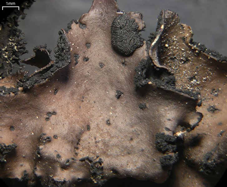 Umbilicaria polyrrhiza