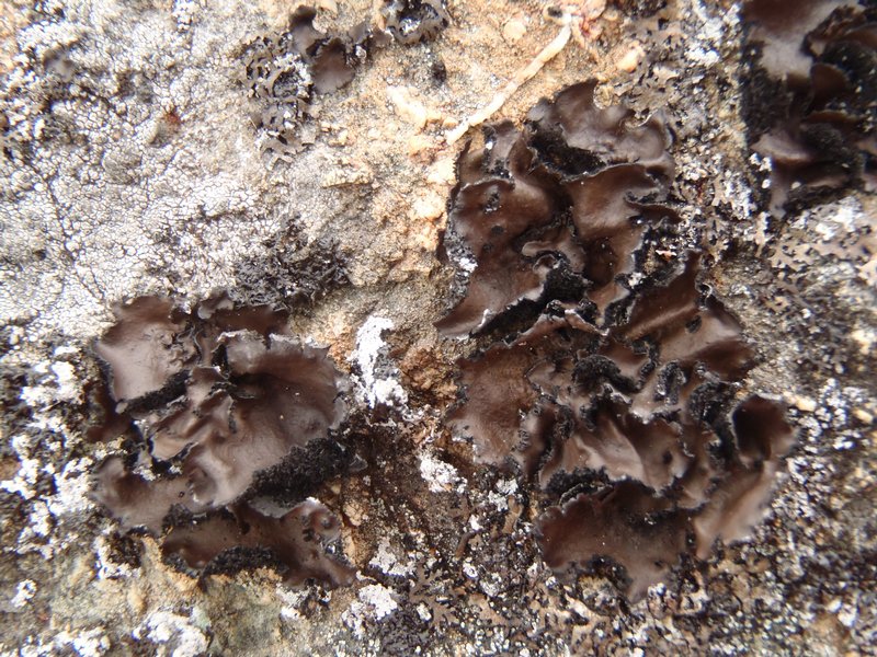 Umbilicaria polyrrhiza